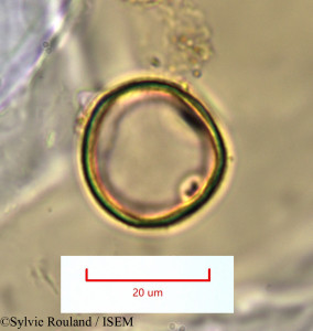 Sporobolus pyramidalis - lame n° 1318
