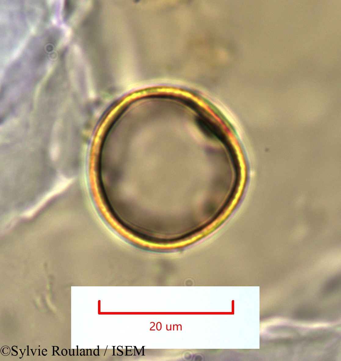 Sylvie.Rouland/Sporobolus_pyramidalis_1318/Sporobolus_pyramidalis_1318_0004(copy).jpg