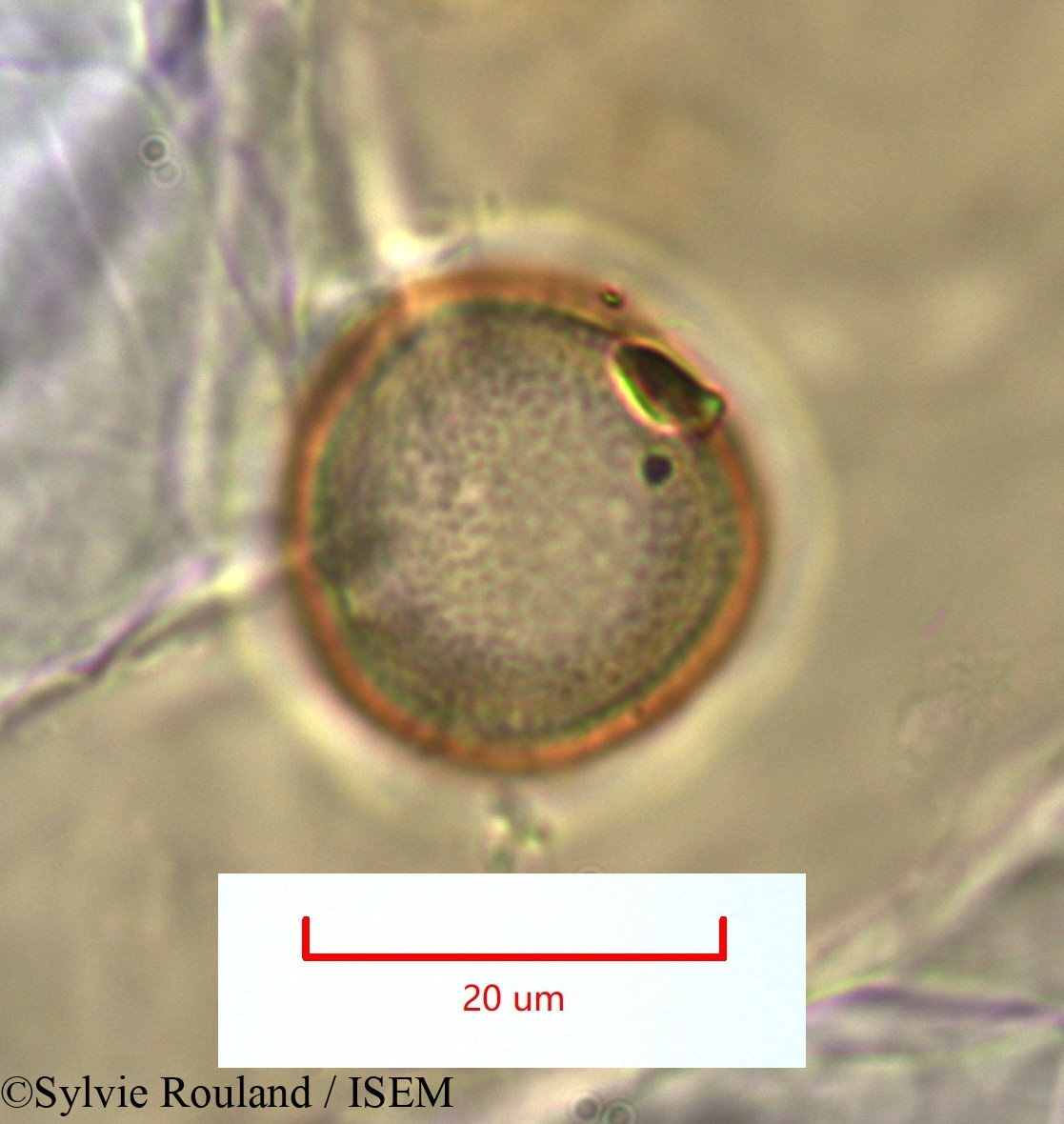 Sylvie.Rouland/Sporobolus_pyramidalis_1318/Sporobolus_pyramidalis_1318_0005(copy).jpg