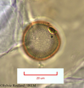 Sporobolus pyramidalis - lame n° 1318