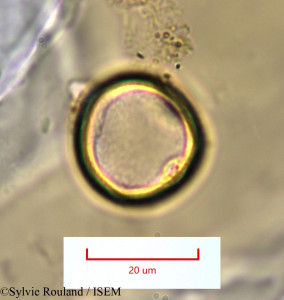 Sporobolus pyramidalis - lame n° 1318