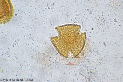 Stachytarpheta indica - lame n° 5548