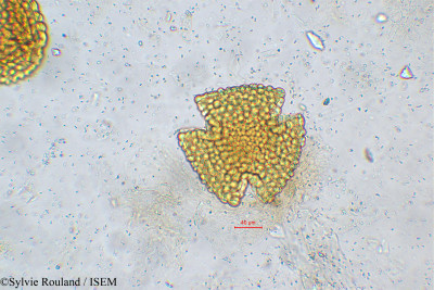 Stachytarpheta indica - lame n° 5548
