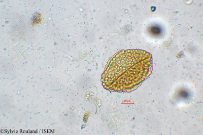 Stachytarpheta indica - lame n° 5548