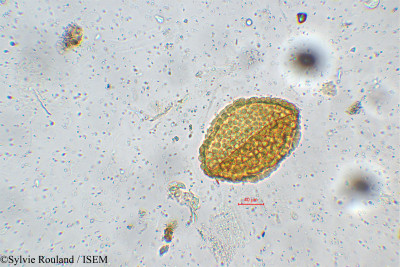 Stachytarpheta indica - lame n° 5548