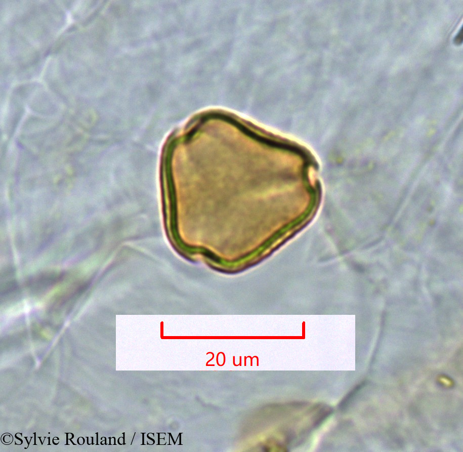Sylvie.Rouland/Stadmannia_acuminata_1338/Stadmannia_acuminata_1338_0001(copy).jpg