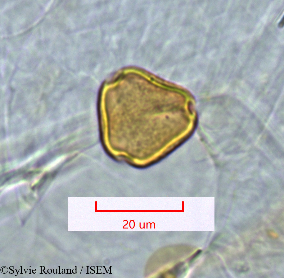 Sylvie.Rouland/Stadmannia_acuminata_1338/Stadmannia_acuminata_1338_0002(copy).jpg