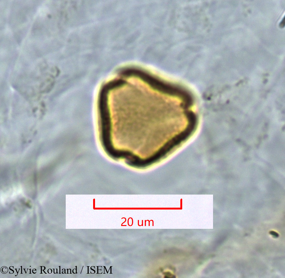 Sylvie.Rouland/Stadmannia_acuminata_1338/Stadmannia_acuminata_1338_0003(copy).jpg