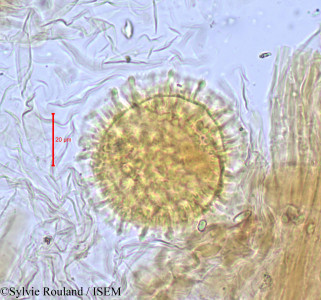 Sylvie.Rouland/Statice_tuberculata_686/Statice_tuberculata_686_0001(copy)_thumb.jpg