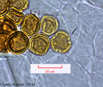 Sylvie.Rouland/Steganthus_lanceus_1354/Steganthus_lanceus_1354_0001(copy)_thumb.jpg