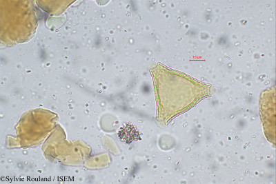 Sylvie.Rouland/Stenocarpus_umbellatus_112/Stenocarpus_umbellatus_112_0001(copy)_thumb.jpg