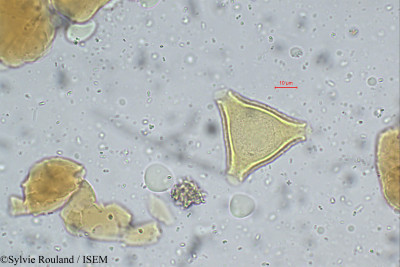 Stenocarpus umbellatus - lame n° 112