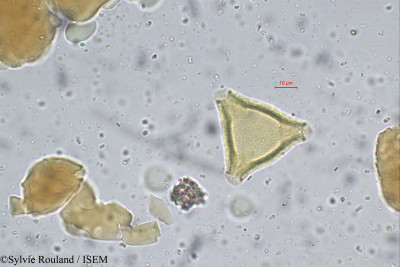 Stenocarpus umbellatus - lame n° 112