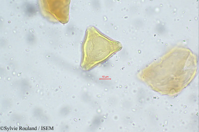 Stenocarpus umbellatus - lame n° 112