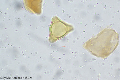 Stenocarpus umbellatus - lame n° 112