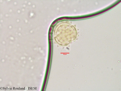 Sylvie.Rouland/Stenocline_ericoides_3555/Stenocline_ericoides_3555_0001(copy)_thumb.jpg