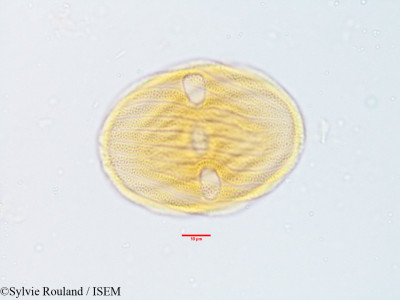 Stenosiphonium parviflorum - lame n° 3817