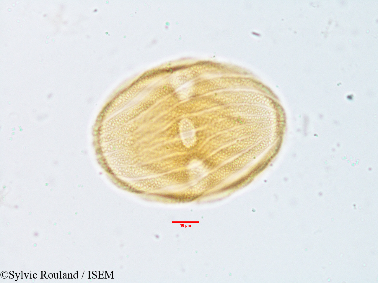 Sylvie.Rouland/Stenosiphonium_parviflorum_3817/Stenosiphonium_parviflorum_3817_0003(copy).jpg