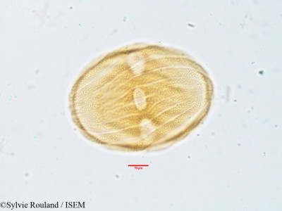 Stenosiphonium parviflorum - lame n° 3817