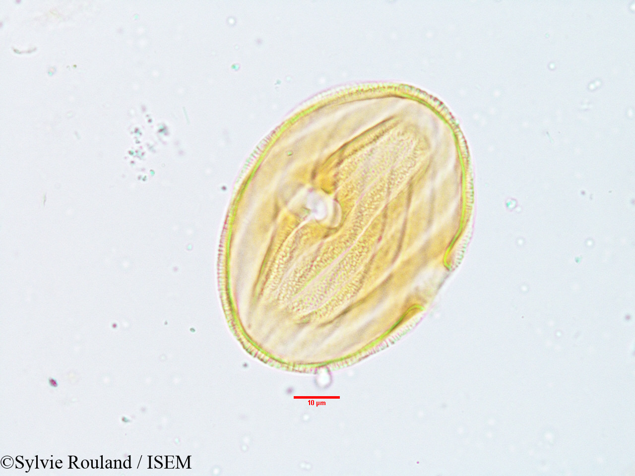 Sylvie.Rouland/Stenosiphonium_parviflorum_3817/Stenosiphonium_parviflorum_3817_0004(copy).jpg