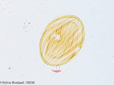 Stenosiphonium parviflorum - lame n° 3817