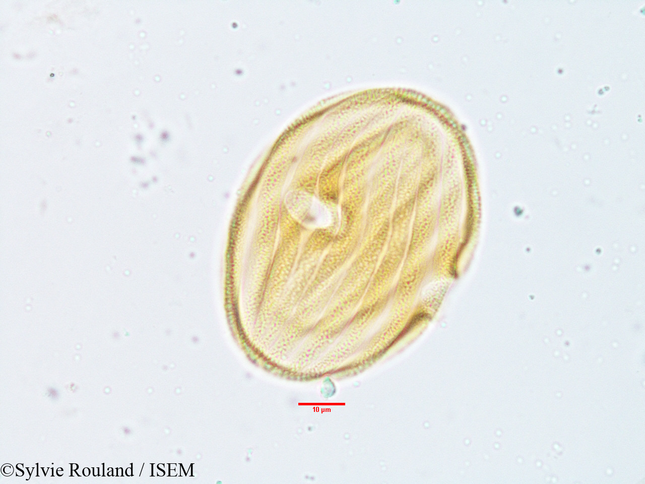 Sylvie.Rouland/Stenosiphonium_parviflorum_3817/Stenosiphonium_parviflorum_3817_0005(copy).jpg