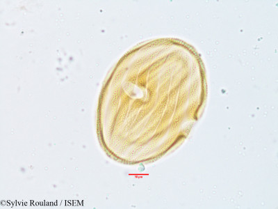 Stenosiphonium parviflorum - lame n° 3817