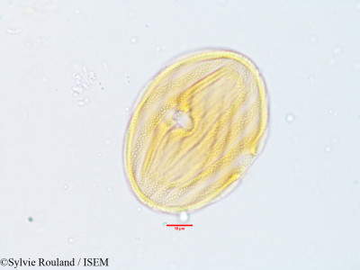 Stenosiphonium parviflorum - lame n° 3817