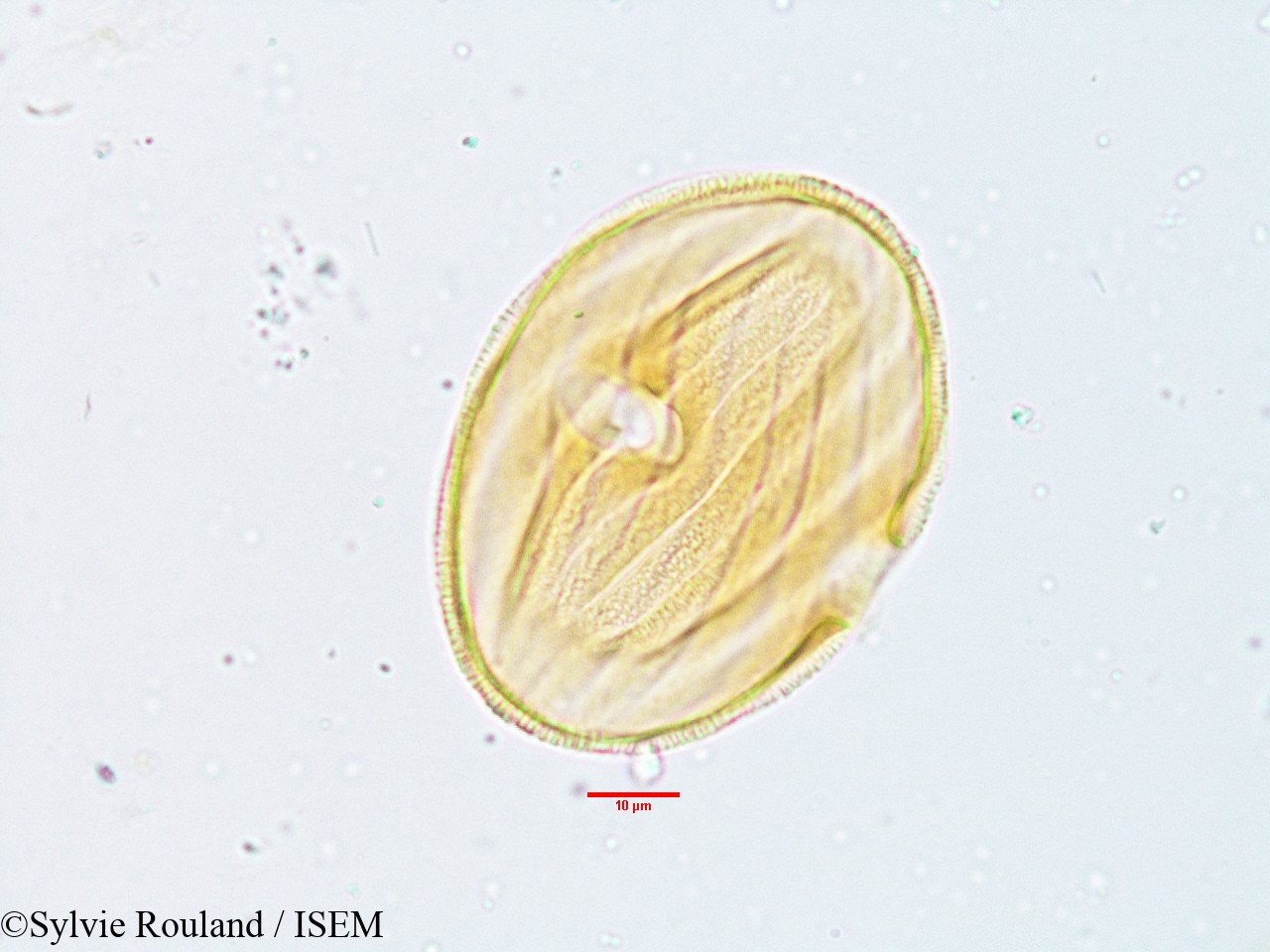 Sylvie.Rouland/Stenosiphonium_parviflorum_3817/Stenosiphonium_parviflorum_3817_0007(copy).jpg