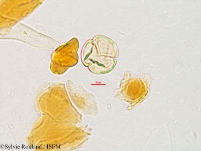 Sylvie.Rouland/Stephanostegia_hildebrandtii_3211/Stephanostegia_hildebrandtii_3211_0001(copy)_thumb.jpg