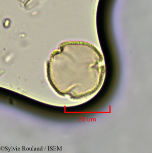 Sylvie.Rouland/Sterculia_rhinopetala_1870/Sterculia_rhinopetala_1870_0001(copy)_thumb.jpg