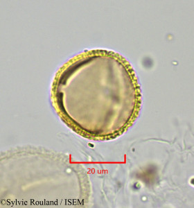 Sylvie.Rouland/Sterculia_setigera_1868/Sterculia_setigera_1868_0001(copy)_thumb.jpg