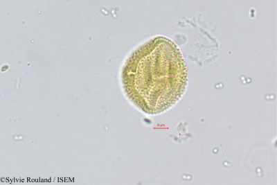 Sylvie.Rouland/Sterculia_tomentosa_455/Sterculia_tomentosa_455_0001(copy)_thumb.jpg