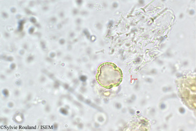 Sylvie.Rouland/Sterculia_tragacantha_2069/Sterculia_tragacantha_2069_0001(copy)_thumb.jpg