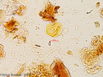 Sterculia urens - lame n° 4054