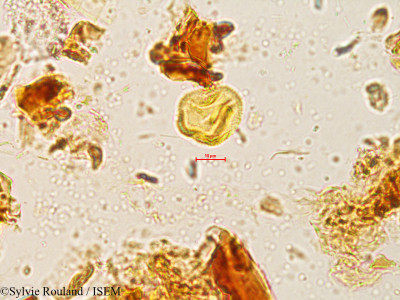 Sterculia urens - lame n° 4054