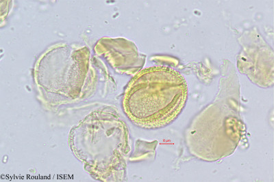 Sylvie.Rouland/Sterculia_villosa_459/Sterculia_villosa_459_0001(copy)_thumb.jpg