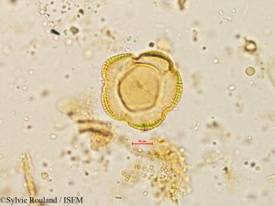 Sylvie.Rouland/Stereospermum_suaveolens_4942/Stereospermum_suaveolens_4942_0001(copy)_thumb.jpg