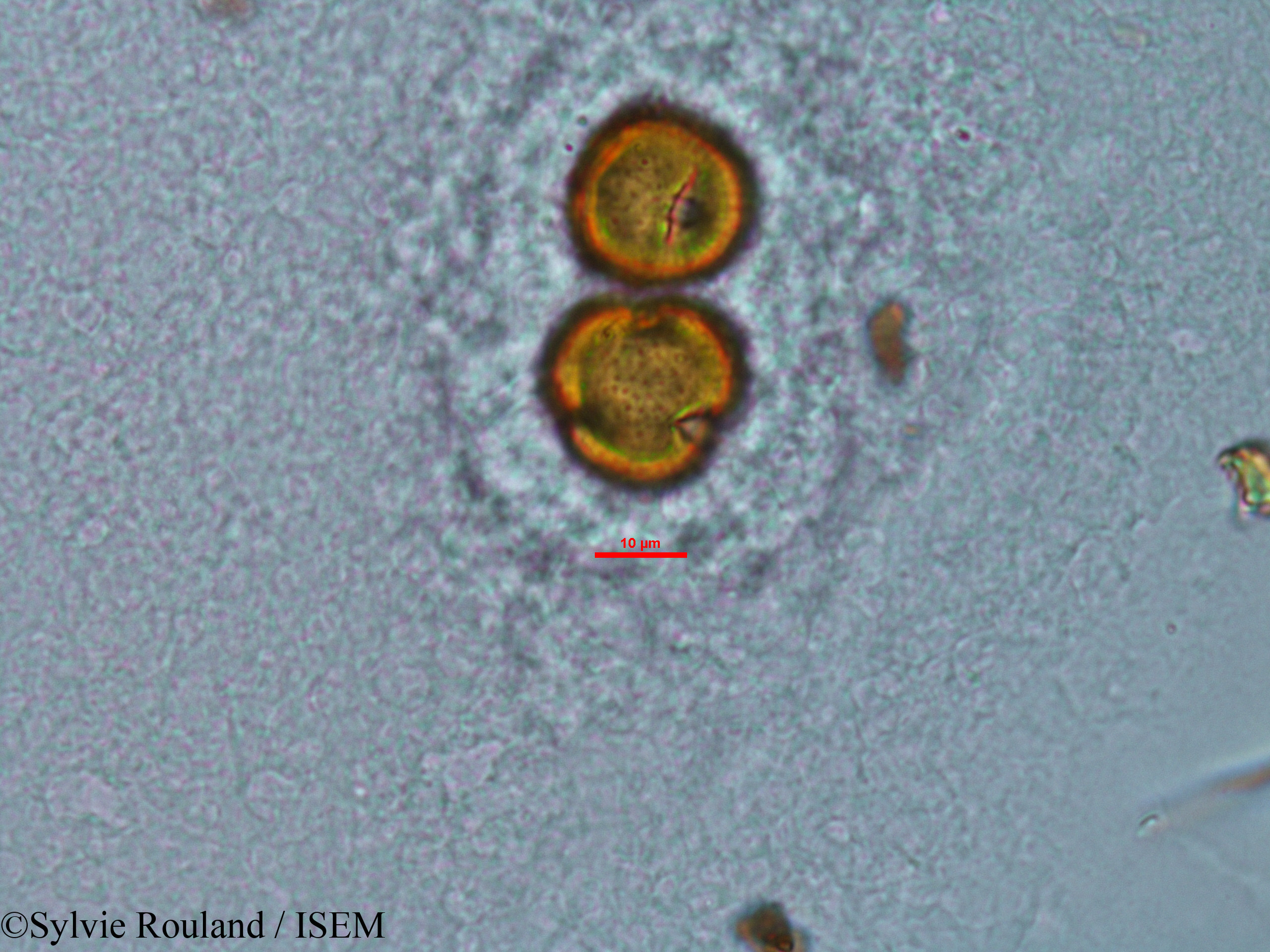 Sylvie.Rouland/Stoebe_cryptophylla_33845/Stoebe_cryptophylla_33845_0002(copy).jpg