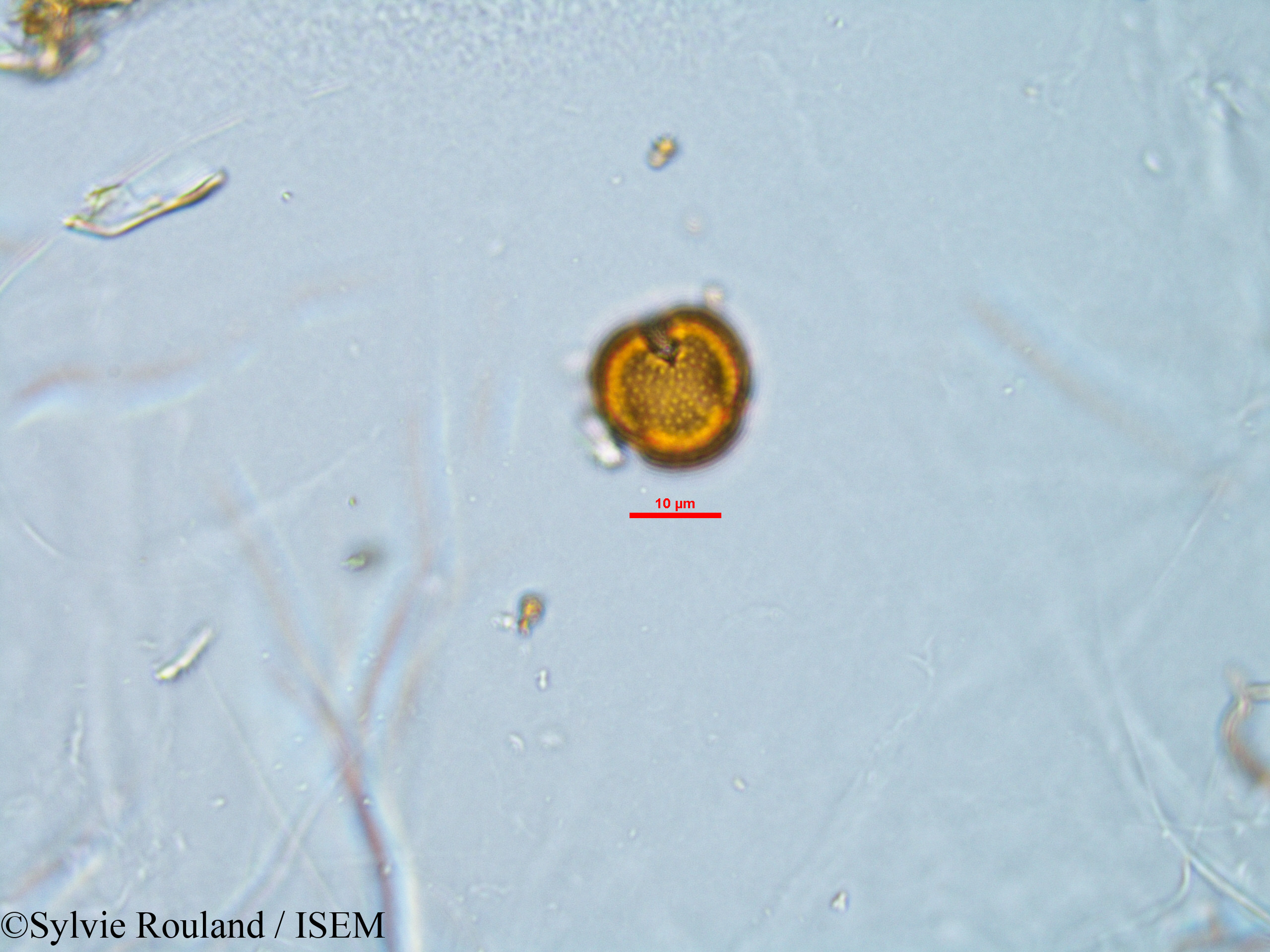 Sylvie.Rouland/Stoebe_cryptophylla_33845/Stoebe_cryptophylla_33845_0008(copy).jpg