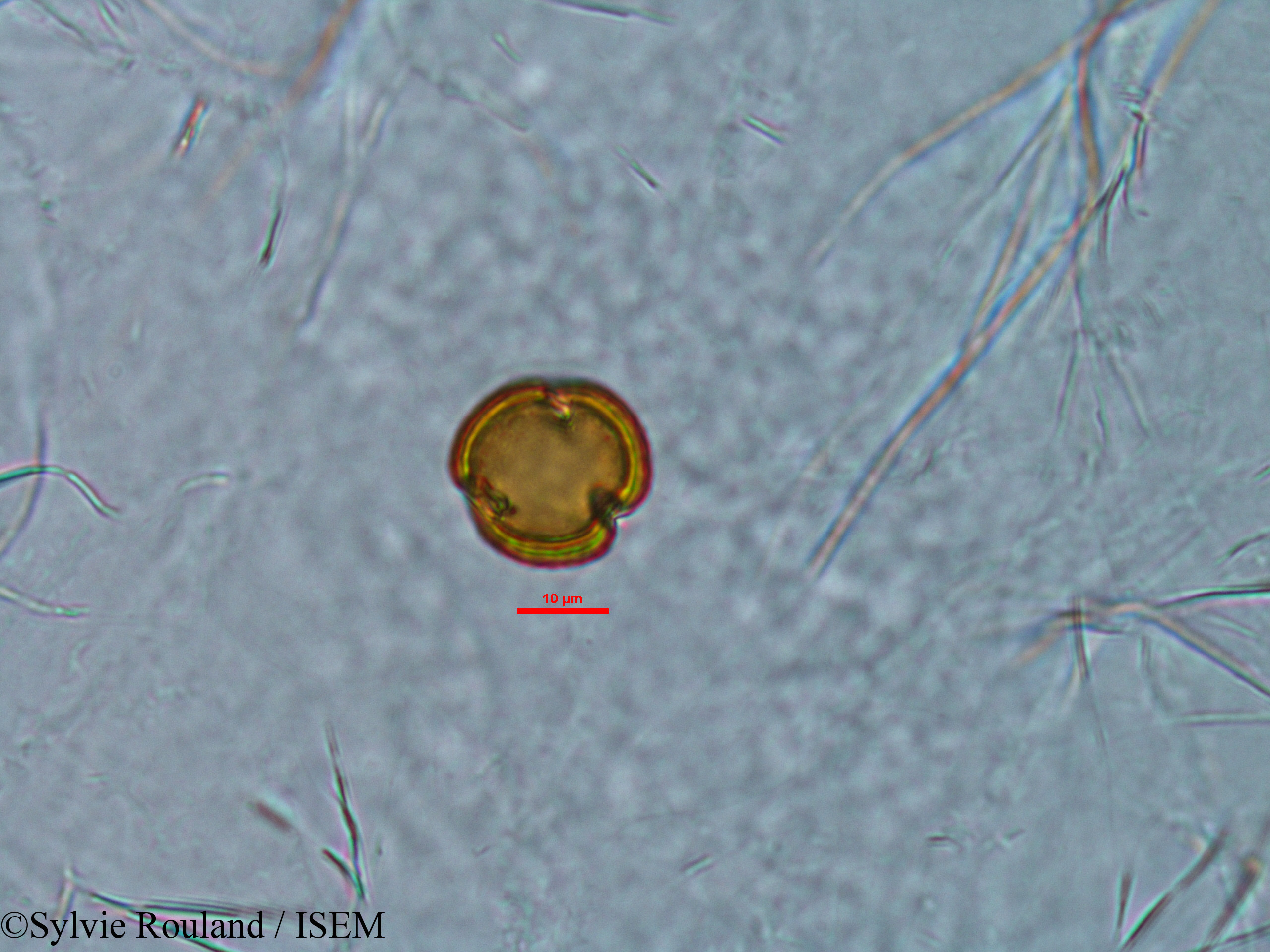 Sylvie.Rouland/Stoebe_cryptophylla_33845/Stoebe_cryptophylla_33845_0010(copy).jpg