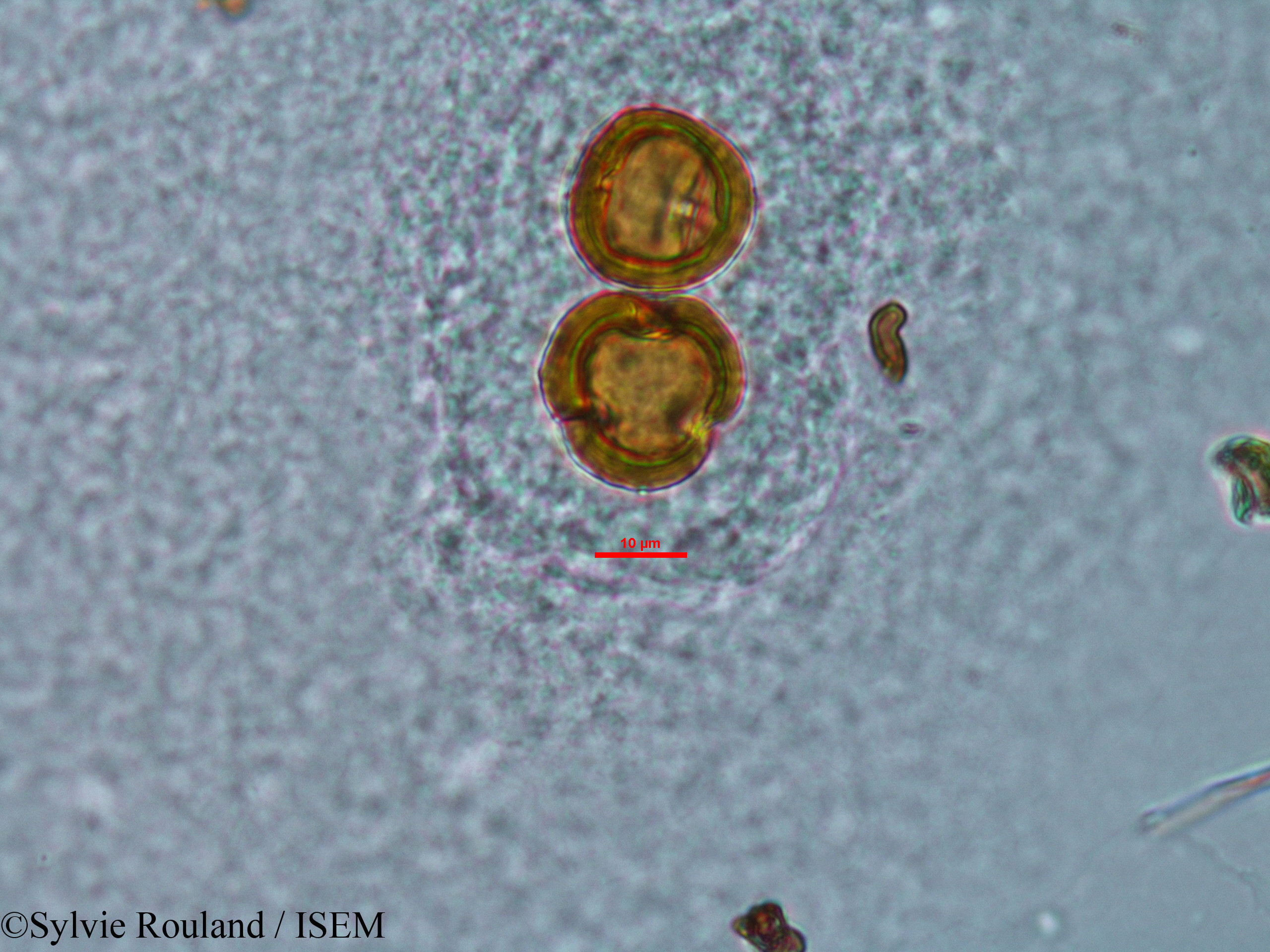 Sylvie.Rouland/Stoebe_cryptophylla_33845/Stoebe_cryptophylla_33845_0011(copy).jpg