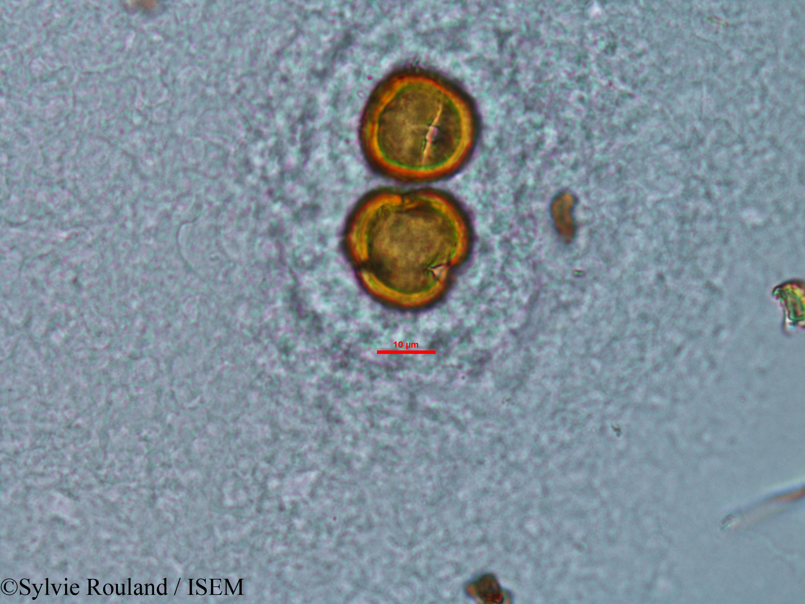 Sylvie.Rouland/Stoebe_cryptophylla_33845/Stoebe_cryptophylla_33845_0012(copy).jpg