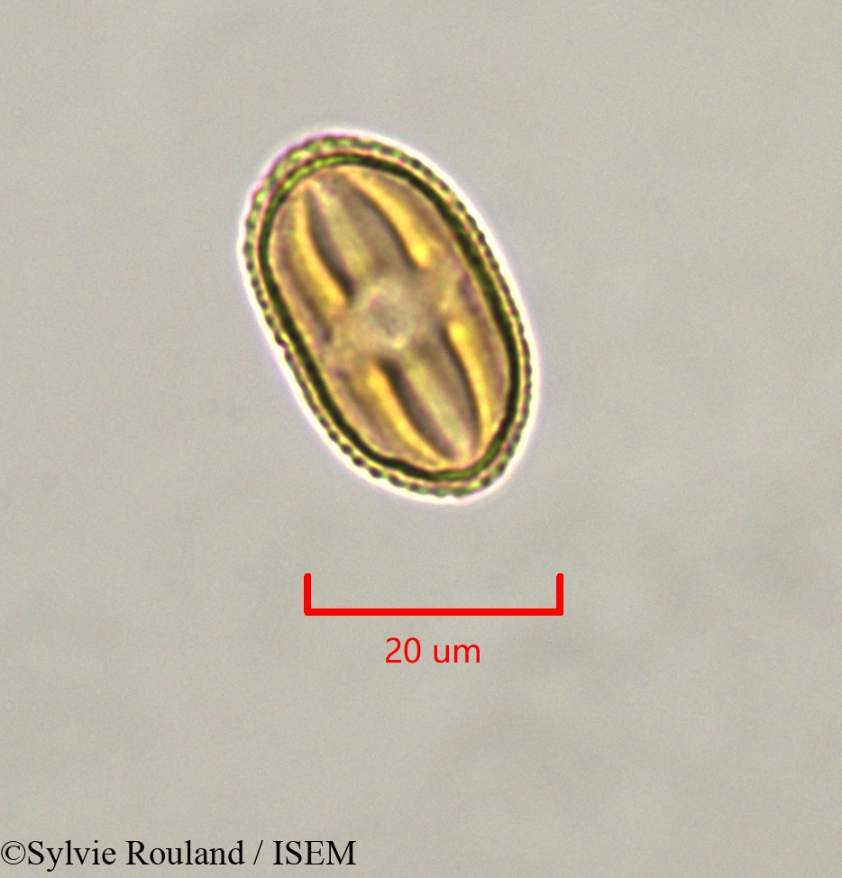 Sylvie.Rouland/Strephonema_mannii_47335/Strephonema_mannii_47335_0001(copy).jpg