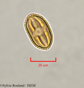 Sylvie.Rouland/Strephonema_mannii_47335/Strephonema_mannii_47335_0001(copy)_thumb.jpg