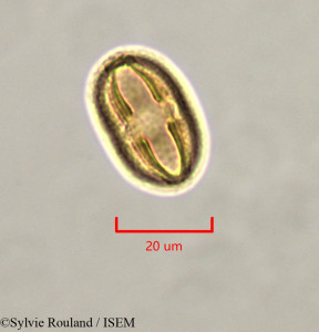 Strephonema mannii - lame n° 47335