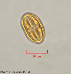 Strephonema mannii - lame n° 47335