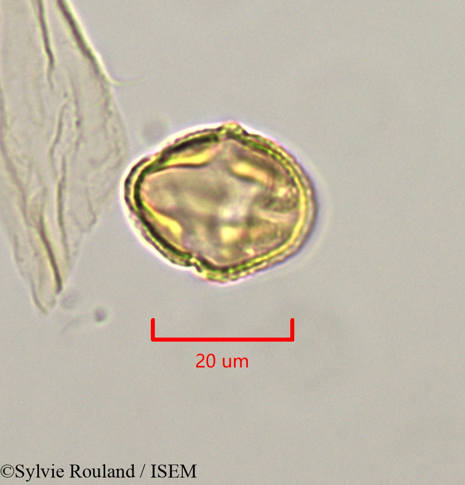 Sylvie.Rouland/Strephonema_mannii_47335/Strephonema_mannii_47335_0005(copy).jpg