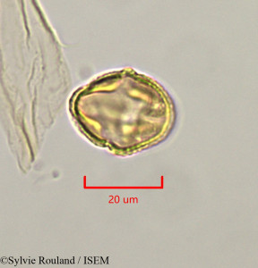 Strephonema mannii - lame n° 47335