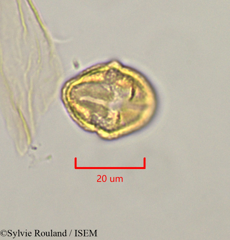 Sylvie.Rouland/Strephonema_mannii_47335/Strephonema_mannii_47335_0006(copy).jpg